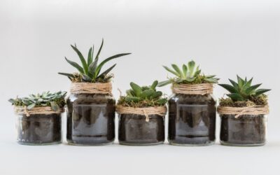 Accentuate Your Small Spaces With These Plants